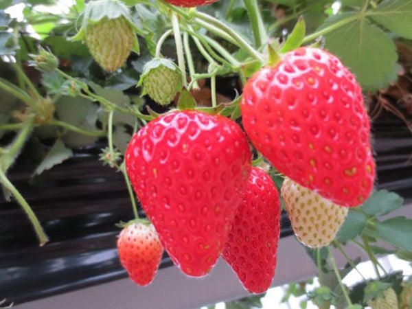 ■【千葉】関東最大級!350万本の《菜の花畑》マザー牧場!いちご狩り食べ放題&三井アウトレットパーク木更津でお買物♪2